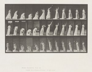 動物の移動、プレート 305 作： Eadweard Muybridge