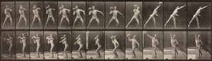 動物の移動、プレート319、1887 作： Eadweard Muybridge