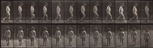 動物の移動、プレート467 作： Eadweard Muybridge
