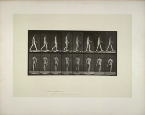 動物の移動: 男性の骨盤布、1887 年。
