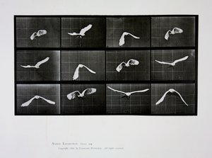 飛行中の鳥、「動物の移動」からのプレート762、1887