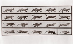 猫の腐敗とギャロッピング、Animal Locomotionのプレート717、1887 作： Eadweard Muybridge