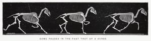 Eadweard Muybridge（エドワード・マイブリッジ）。馬の速歩のいくつかの段階（モノクロ写真 作： Eadweard Muybridge