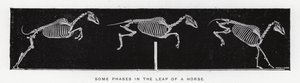 Eadweard Muybridge（エドワード・マイブリッジ）。馬の跳躍におけるいくつかの段階（モノクロ写真 作： Eadweard Muybridge