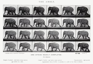 エドワード・マイブリッジザ・アンブル（モノクロ写真 作： Eadweard Muybridge