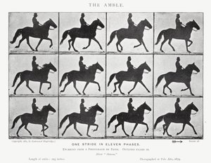 エドワード・マイブリッジザ・アンブル（モノクロ写真 作： Eadweard Muybridge