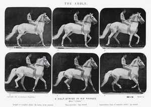 エドワード・マイブリッジ：アンブル 作： Eadweard Muybridge