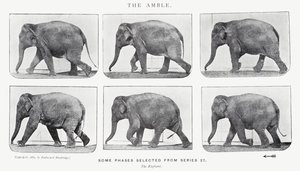 エドワード・マイブリッジ：アンブル 作： Eadweard Muybridge