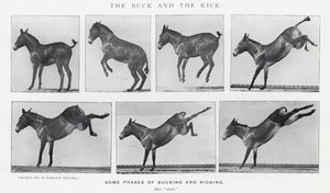 エドワード・マイブリッジバックとキック（モノクロ写真 作： Eadweard Muybridge