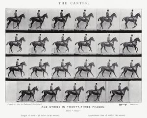 エドワード・マイブリッジ：キャンター 作： Eadweard Muybridge
