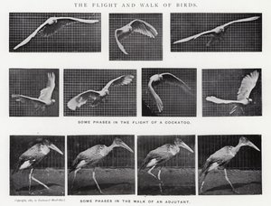 エドワード・マイブリッジ鳥の飛行と散歩（モノクロ写真