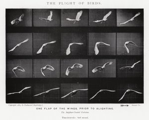 エドワード・マイブリッジ鳥の飛翔」（モノクロ写真