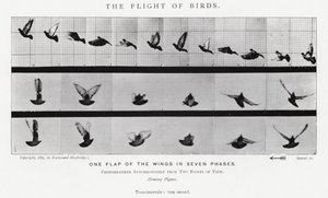 エドワード・マイブリッジ鳥の飛翔」（モノクロ写真 作： Eadweard Muybridge