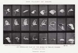 エドワード・マイブリッジ鳥の飛翔」（モノクロ写真 作： Eadweard Muybridge