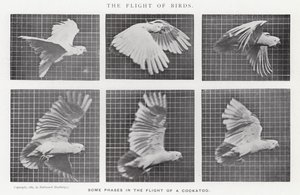 エドワード・マイブリッジ鳥の飛翔」（モノクロ写真