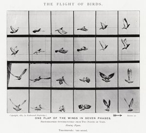 エドワード・マイブリッジ鳥の飛翔」（モノクロ写真