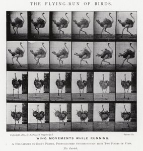 エドワード・マイブリッジ（Eadweard Muybridge）。鳥の飛翔」（モノクロ写真 作： Eadweard Muybridge
