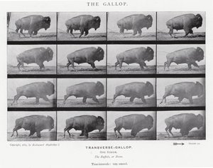 エドワード・マイブリッジギャロップ」（モノクロ写真 作： Eadweard Muybridge
