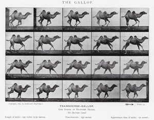 エドワード・マイブリッジギャロップ」（モノクロ写真 作： Eadweard Muybridge