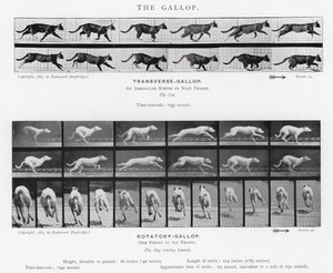 エドワード・マイブリッジギャロップ」（モノクロ写真 作： Eadweard Muybridge