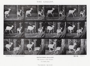 エドワード・マイブリッジギャロップ」（モノクロ写真 作： Eadweard Muybridge