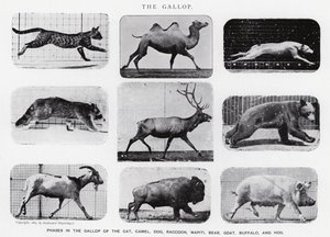 エドワード・マイブリッジギャロップ」（モノクロ写真 作： Eadweard Muybridge