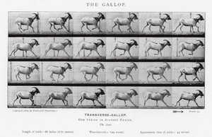 エドワード・マイブリッジギャロップ」（モノクロ写真 作： Eadweard Muybridge
