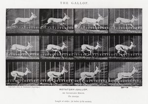 エドワード・マイブリッジギャロップ」（モノクロ写真 作： Eadweard Muybridge
