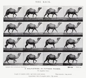エドワード・マイブリッジラック」（モノクロ写真 作： Eadweard Muybridge