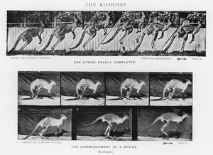 エドワード・マイブリッジリコシェ」（モノクロ写真 作： Eadweard Muybridge