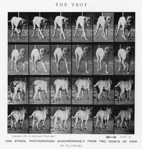 エドワード・マイブリッジザ・トロット（モノクロ写真 作： Eadweard Muybridge