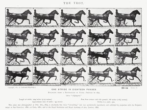 エドワード・マイブリッジザ・トロット（モノクロ写真 作： Eadweard Muybridge