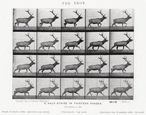エドワード・マイブリッジザ・トロット（モノクロ写真 作： Eadweard Muybridge