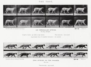 エドワード・マイブリッジザ・トロット（モノクロ写真 作： Eadweard Muybridge