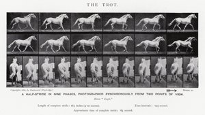 エドワード・マイブリッジザ・トロット（モノクロ写真 作： Eadweard Muybridge