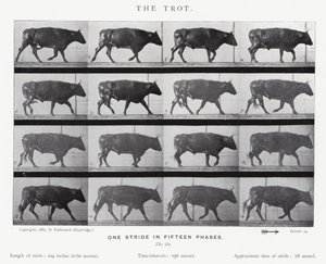 エドワード・マイブリッジザ・トロット（モノクロ写真 作： Eadweard Muybridge