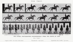 エドワード・マイブリッジザ・トロット（モノクロ写真 作： Eadweard Muybridge