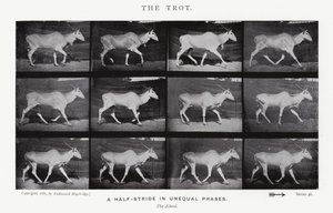 エドワード・マイブリッジザ・トロット（モノクロ写真 作： Eadweard Muybridge