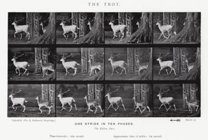 エドワード・マイブリッジザ・トロット（モノクロ写真 作： Eadweard Muybridge