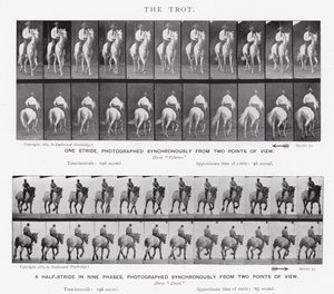 エドワード・マイブリッジ：トロット 作： Eadweard Muybridge