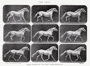 エドワード・マイブリッジ：トロット 作： Eadweard Muybridge