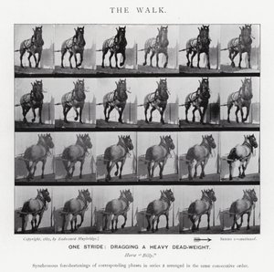 エドワード・マイブリッジザ・ウォーク」（モノクロ写真 作： Eadweard Muybridge