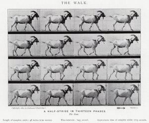 エドワード・マイブリッジザ・ウォーク」（モノクロ写真 作： Eadweard Muybridge