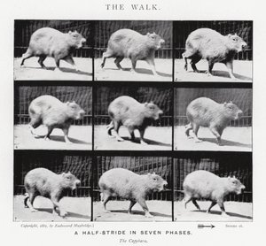 エドワード・マイブリッジザ・ウォーク」（モノクロ写真 作： Eadweard Muybridge
