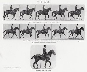 エドワード・マイブリッジザ・ウォーク」（モノクロ写真