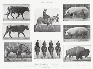 エドワード・マイブリッジザ・ウォーク」（モノクロ写真 作： Eadweard Muybridge