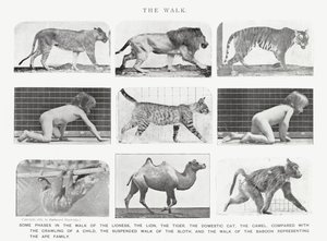 エドワード・マイブリッジザ・ウォーク」（モノクロ写真 作： Eadweard Muybridge