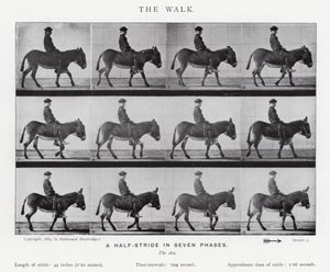 エドワード・マイブリッジザ・ウォーク」（モノクロ写真 作： Eadweard Muybridge