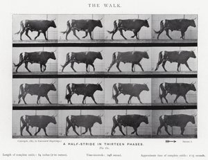 エドワード・マイブリッジザ・ウォーク」（モノクロ写真 作： Eadweard Muybridge