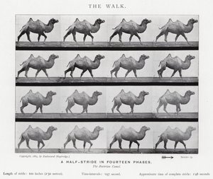 エドワード・マイブリッジザ・ウォーク」（モノクロ写真 作： Eadweard Muybridge